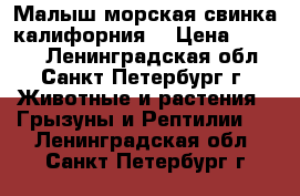 Малыш морская свинка калифорния  › Цена ­ 2 500 - Ленинградская обл., Санкт-Петербург г. Животные и растения » Грызуны и Рептилии   . Ленинградская обл.,Санкт-Петербург г.